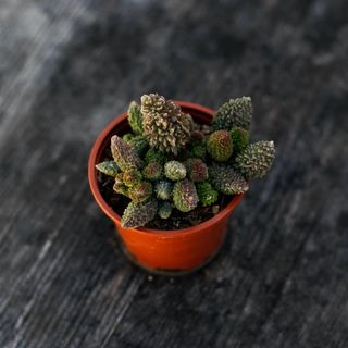 Adromischus 'Pink Coral' 8,5 cm