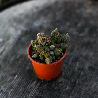 Adromischus 'Pink Coral' 8,5 cm