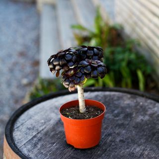 Aeonium 'Nigrum' 12 cm