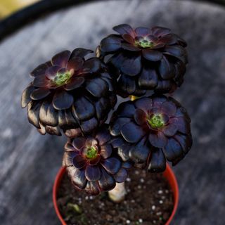 Aeonium 'Nigrum' 12 cm