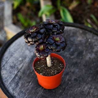 Aeonium 'Nigrum' 12 cm