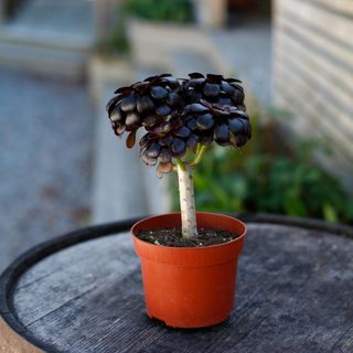 Aeonium 'Nigrum' 12 cm