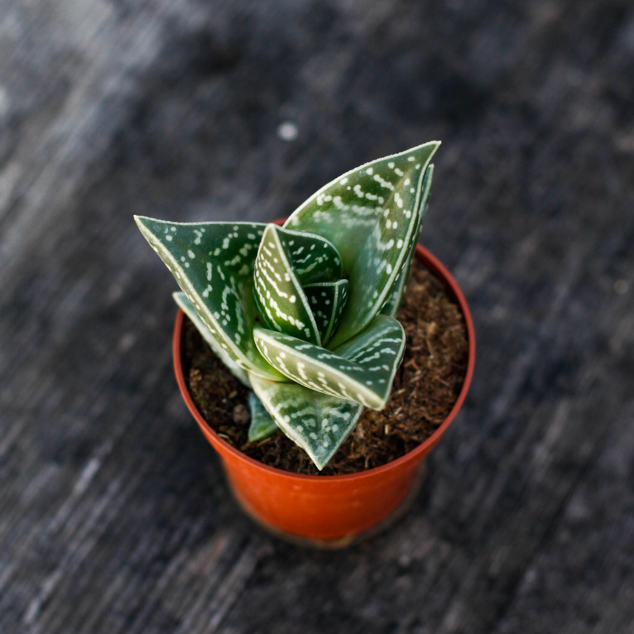 Aloe Variegata med vita strimmor på bladen