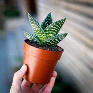 Aloe 'Variegata' 8,5 cm