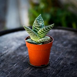 Aloe 'Variegata' 8,5 cm