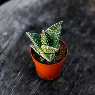 Aloe 'Variegata' 8,5 cm