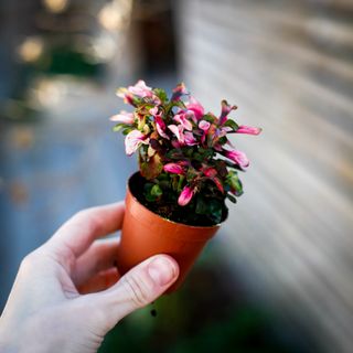 Alternanthera dentata