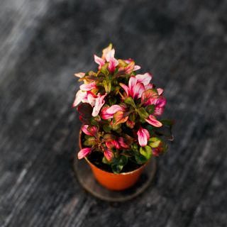 Alternanthera dentata