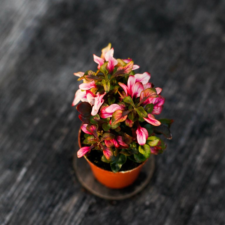 Alternanthera dentata 6 cm