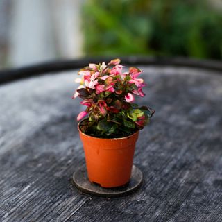 Alternanthera dentata