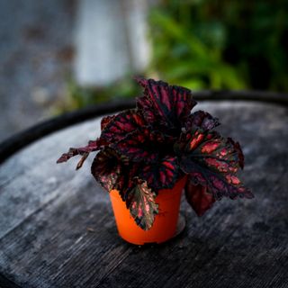 Begonia 'Etna' 8,5 cm