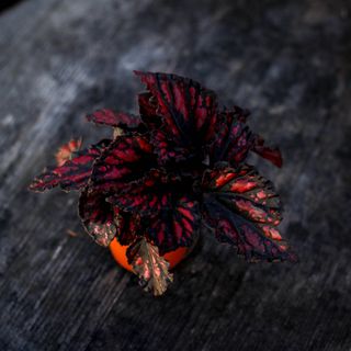 Begonia 'Etna' 8,5 cm