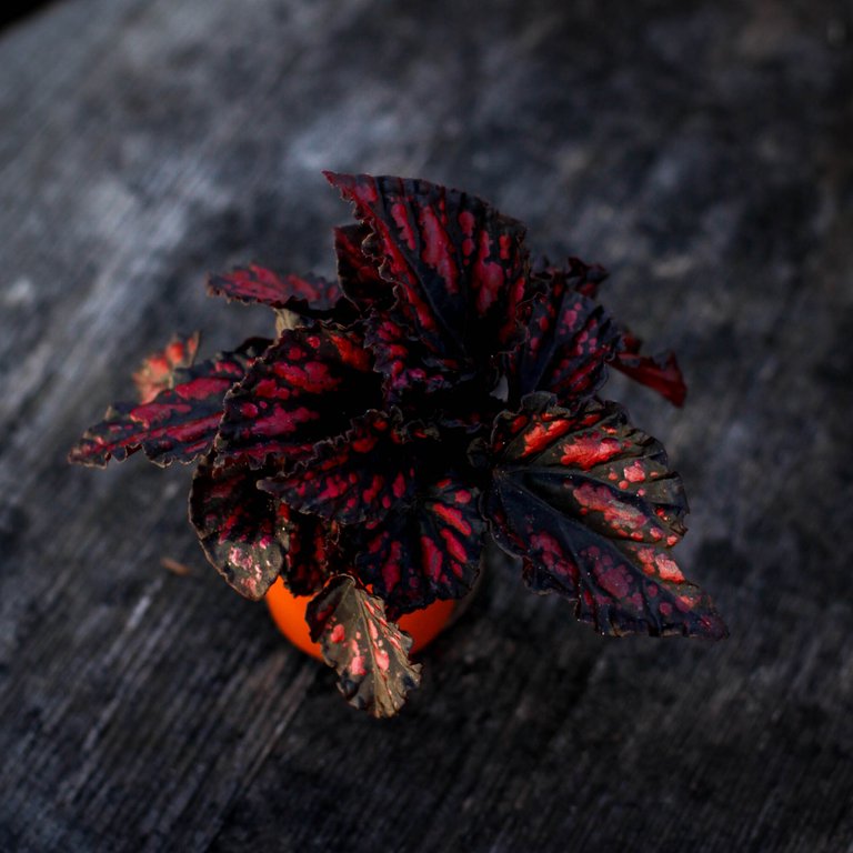 Begonia Magic Colours 'Etna' 8,5 cm