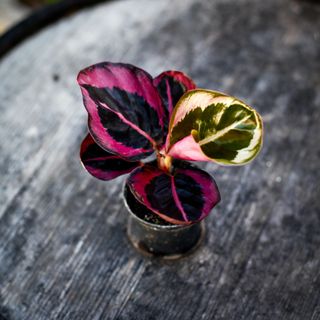 Calathea 'Princess Jessie'