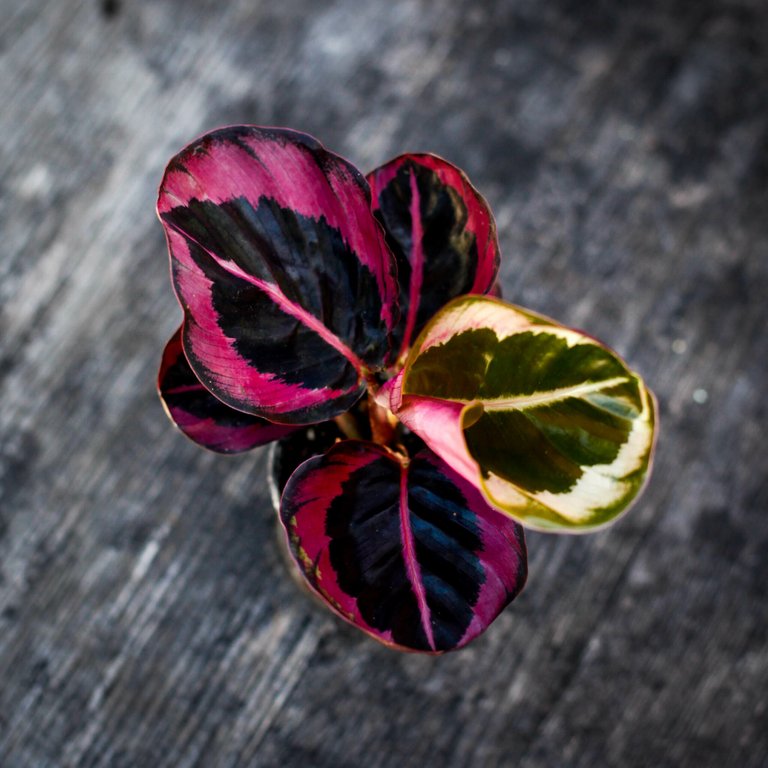 Calathea 'Princess Jessie' 7 cm