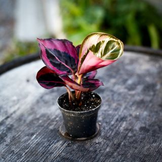 Calathea 'Princess Jessie'