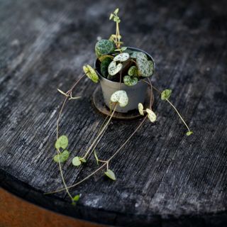 Ceropegia woodii