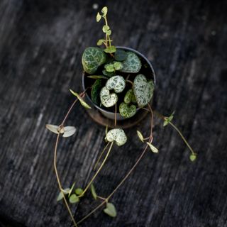 Ceropegia woodii