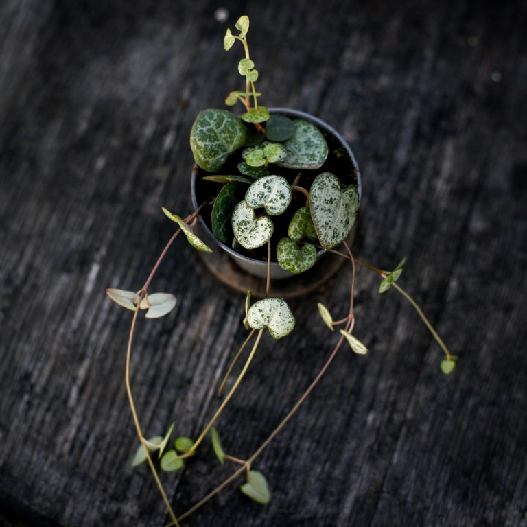 Ceropegia woodii 6 cm