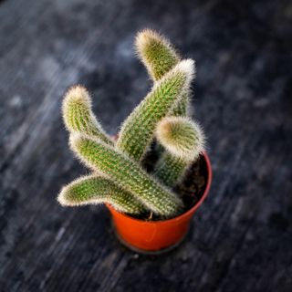 Hildewintera colademononis - Apsvans 9 cm