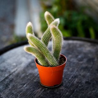 Hildewintera colademononis - Apsvans 9 cm