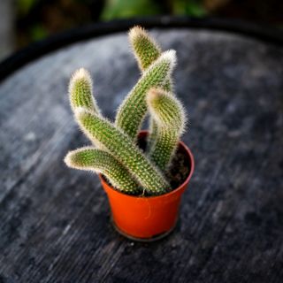 Hildewintera colademononis - Apsvans 9 cm