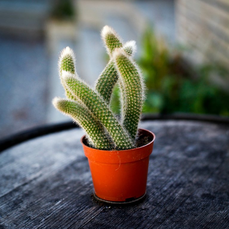 Hildewintera colademononis 9 cm - Apsvans