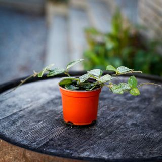 Hoya 'Mathilde Splash' 9 cm