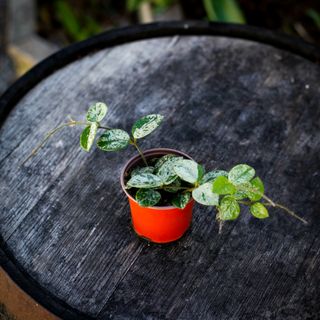 Hoya 'Mathilde Splash' 9 cm