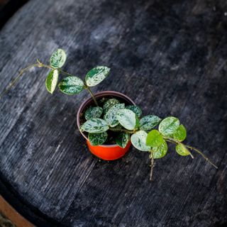 Hoya 'Mathilde Splash' 9 cm