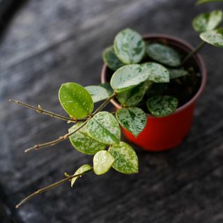 Hoya 'Mathilde Splash' 9 cm