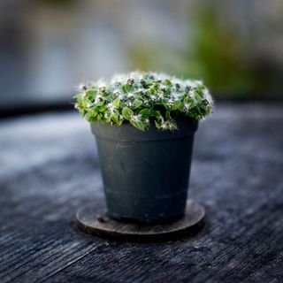 Hylocereus Undatus- Drakfrukt