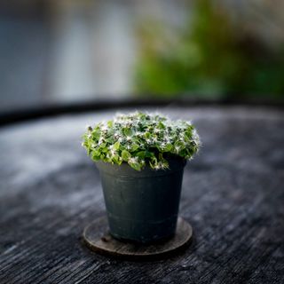 Hylocereus Undatus- Drakfrukt