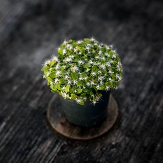 Hylocereus Undatus- Drakfrukt