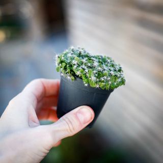 Hylocereus Undatus- Drakfrukt