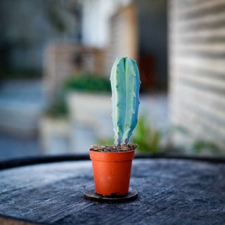 Myrtillocactus geometrizans