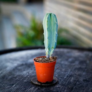 Myrtillocactus geometrizans