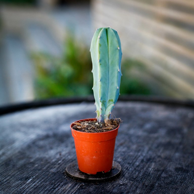 Myrtillocactus geometrizans