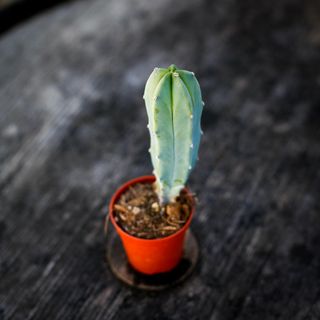 Myrtillocactus geometrizans