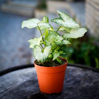 Syngonium 'White Butterfly' 12 cm