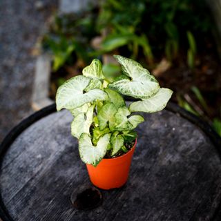 Syngonium 'White Butterfly' 12 cm