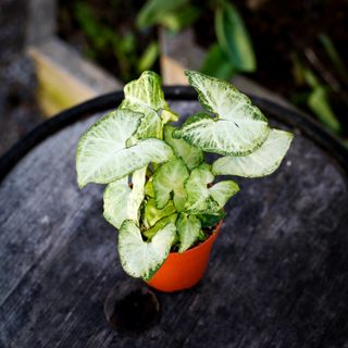 Syngonium 'White Butterfly' 12 cm