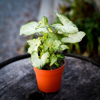 Syngonium 'White Butterfly' 12 cm