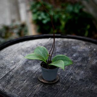 Hoya Verticillata IML 1618 fd. Wibergiae