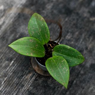 Hoya Verticillata IML 1618 fd. Wibergiae