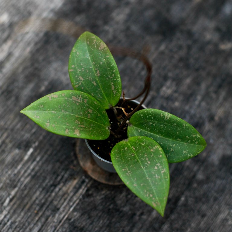Hoya Verticillata IML 1618 fd. Wibergiae 6 cm