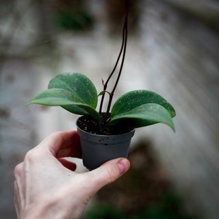 Hoya Verticillata IML 1618 fd. Wibergiae