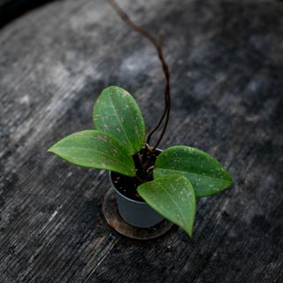 Hoya Verticillata IML 1618 fd. Wibergiae