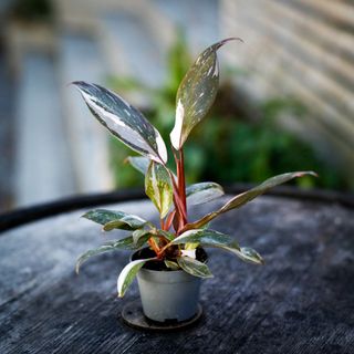 Philodendron 'Red Anderson'