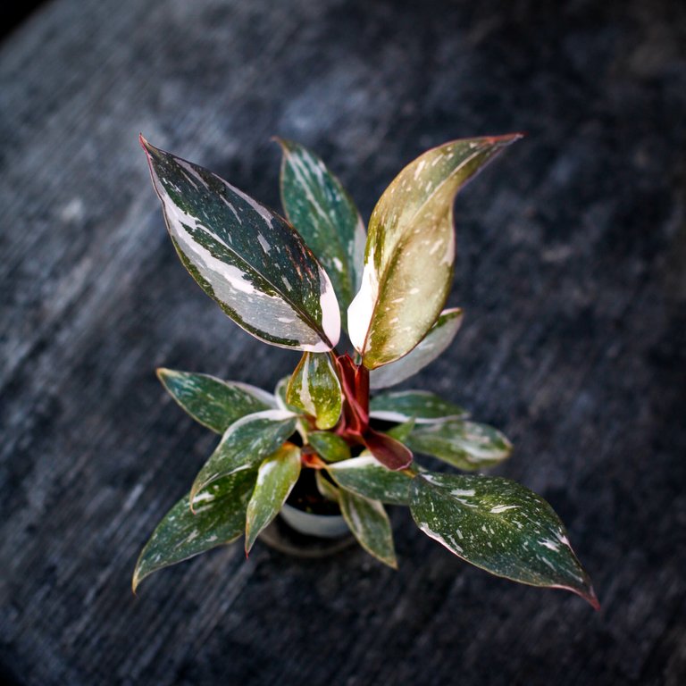 Philodendron 'Red Anderson' 6 cm